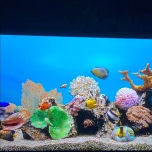 Meet your Posher, Rochella